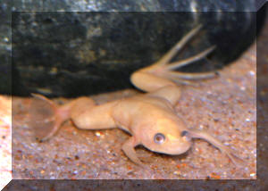 Albino 2024 water frog